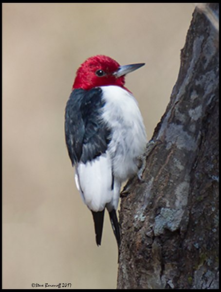_7SB3887 red-headed woodpecker.jpg